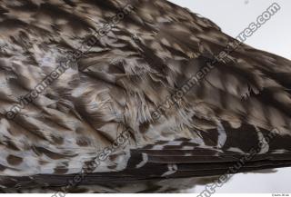animal skin feather 0014